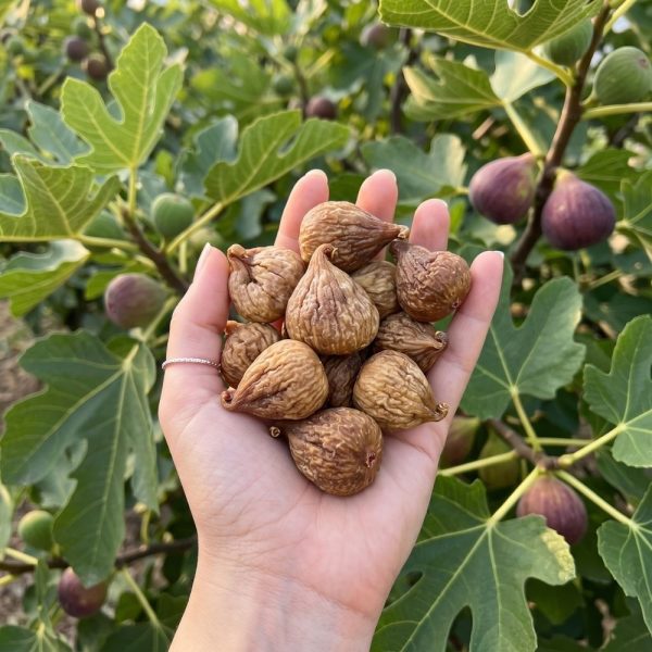 Yeni Sezon Hilmi Yıldırım Aydın İnciri – Organik Kuru İncir Jumbo Boy 500 g